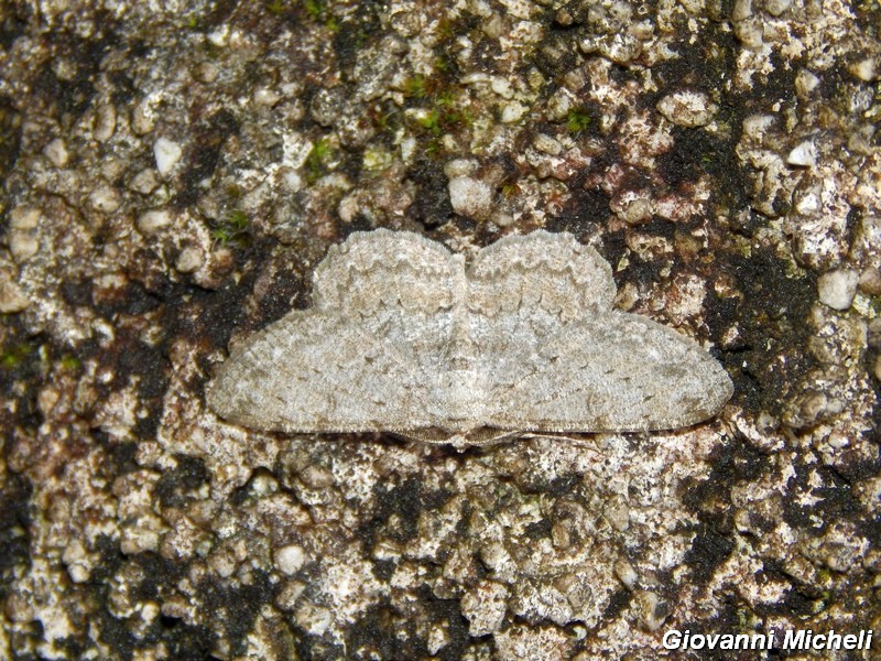 Geometridae da identificare